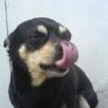 Bijo
