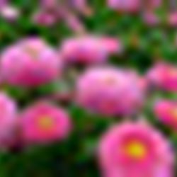 Аватар пользователя Ali