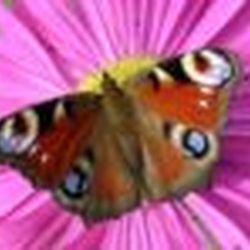 Аватар пользователя Sovushk@