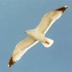 Аватар пользователя Glaros