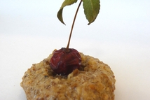 Шаг 2: Набирать тесто чайной ложкой, скатывать …